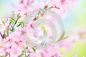 Spring blossom/springtime cherry bloom, bokeh flower background, pastel and soft floral card