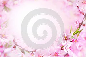 Spring blossom/springtime cherry bloom, bokeh flower background, pastel and soft floral card photo