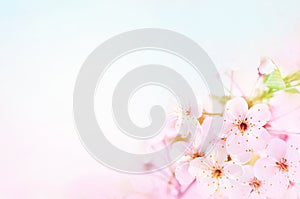Spring blossom/springtime cherry bloom, toned, pink flowers background