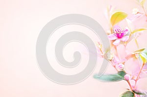 Spring blossom/springtime pink bloom, bokeh flower background