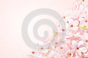 Spring blossom/springtime pink cherry bloom