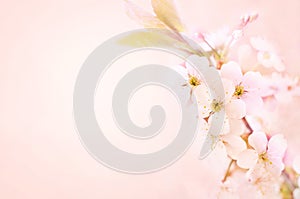 Spring blossom/springtime pink cherry flowers