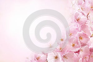 Spring blossom, springtime pink flowers bloom, pastel and soft floral card