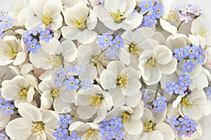 Spring blossom/springtime white flowers with blue forget-me-nots