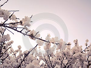 Spring blossom in a tree