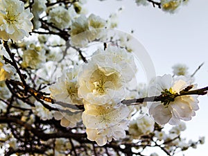 Spring blossom in a tree