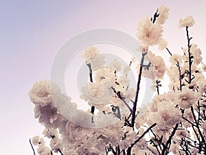 Spring blossom in a tree