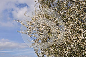 Spring blossom tree against blue sky