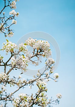 Spring Blossom Tree .Art Spring border background with white blossom
