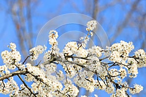 Spring blossom tree in garden