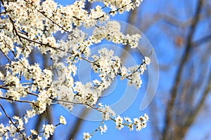Spring blossom tree in garden, blue sky in background