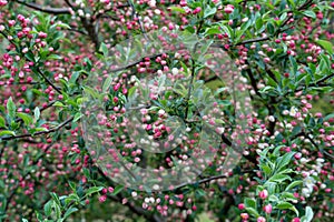 Spring Blossom Tree with Pink Buds