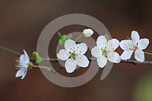 Spring blossom tree, white flowers