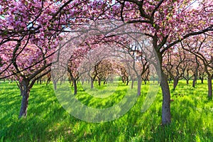 Primavera fiore alberi 