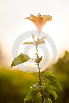 Spring blossom, warm weather