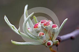 Spring blossom of the weeping silver pear tree, Pyrus salicifolia Pendula