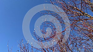 Spring blossom of willow. Blooming willow branches with pussies under blue sky. March background. Springtime wallpaper