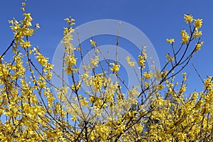 Spring blossom of yellow shrub against blue sky.
