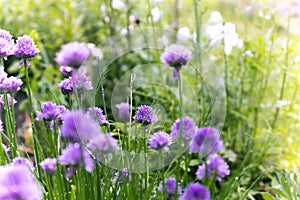 Spring blossomed chives