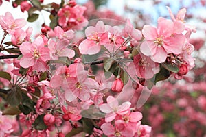 Spring blossoming apple tree branch in pink colors. photo
