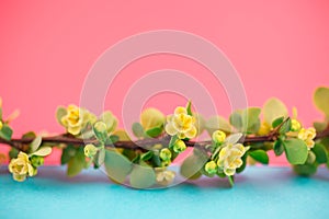 Spring blossoming barberry branch