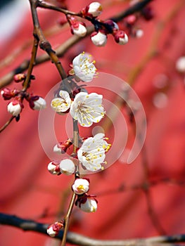 Spring blossoming branch on a red background