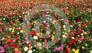 Spring blossoming of buttercups