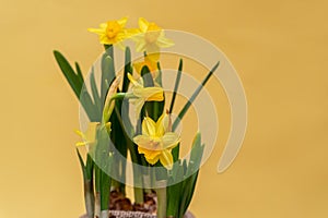 Spring blossoming daffodils , springtime blooming narcissus ,jonquill,flowers, selective focus