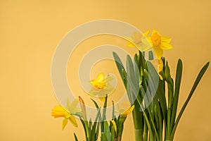 Spring blossoming daffodils , springtime blooming narcissus ,jonquill,flowers, selective focus