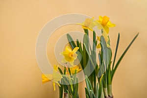 Spring blossoming daffodils , springtime blooming narcissus ,jonquill,flowers, selective focus