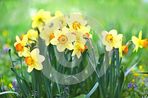 Spring blossoming light yellow daffodils in garden, springtime blooming narcissus jonquil flowers