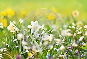 Spring blossoming light yellow daffodils in garden, springtime blooming narcissus jonquil flowers