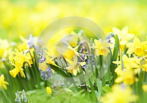 Spring blossoming light yellow daffodils in garden, springtime blooming narcissus jonquil flowers