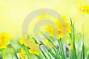 Spring blossoming light yellow daffodils in garden, springtime blooming narcissus jonquil flowers