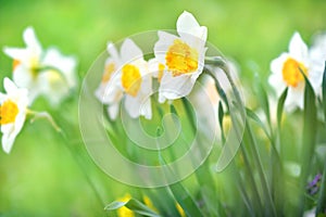 Spring blossoming light yellow and white daffodils in garden, springtime blooming narcissus jonquil flowers