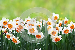 Spring blossoming light yellow and white daffodils in garden, springtime blooming narcissus jonquil flowers