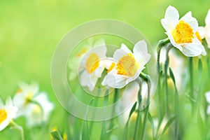 Spring blossoming light yellow and white daffodils in garden, springtime blooming narcissus jonquil flowers