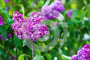 Spring blossoming lilac