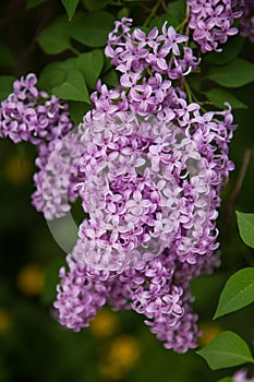 Spring blossoming lilac