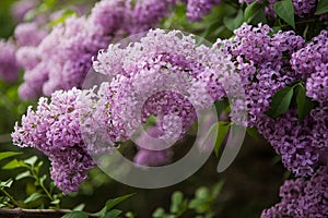 Spring blossoming lilac