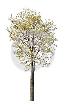 Spring blossoming maple tree isolated on white
