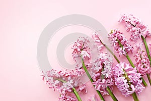 Spring blossoming pink hyacinths on light pastel background, springtime blooming flowers festive card