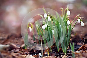 Spring blossoming snowbell, springtime snowdrops blooming