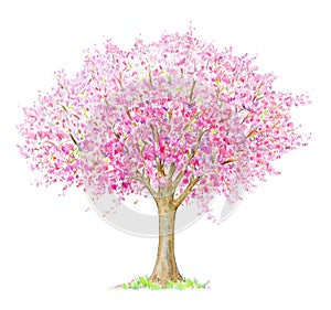 Spring blossoming tree isolated on white.