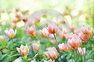 Spring blossoming tulips in garden, springtime bright flowers in the field, pastel and soft floral card