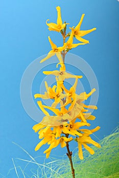 Spring blossoming twig of yellow Forsythia