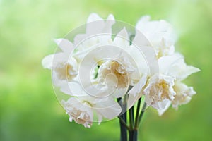 Spring blossoming white daffodils in garden, springtime blooming narcissus jonquil flowers