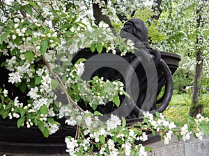 Spring blossoming white flowers pear tree on a background of a beautiful cast-iron garden vase