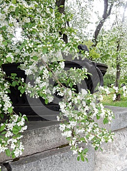 Spring blossoming white flowers pear tree on a background of a beautiful cast-iron garden vase