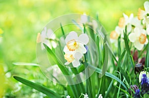 Spring blossoming white and light yellow daffodils in garden, springtime blooming narcissus jonquil flowers